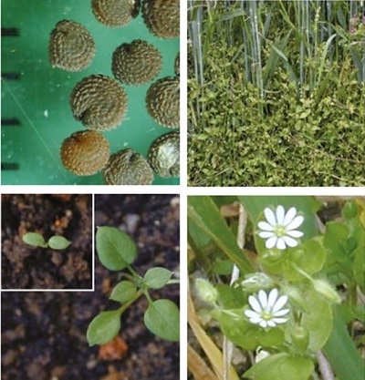 Common chickweed at four growth stages